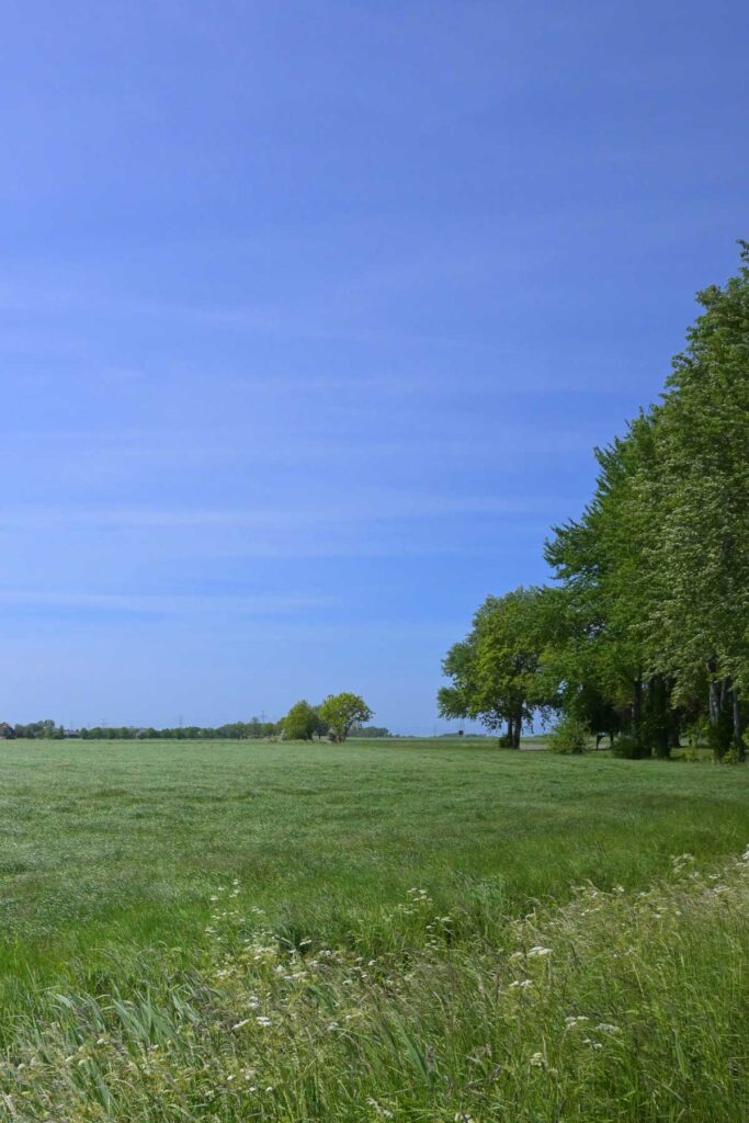 Weiland met bomen